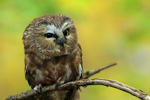 The stink eye