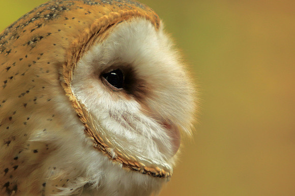 Barn owl profile