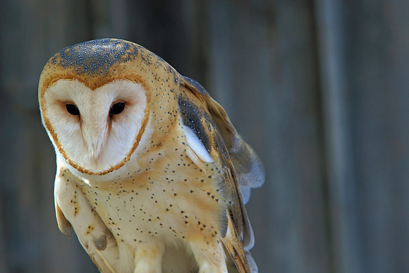 Barn Owl