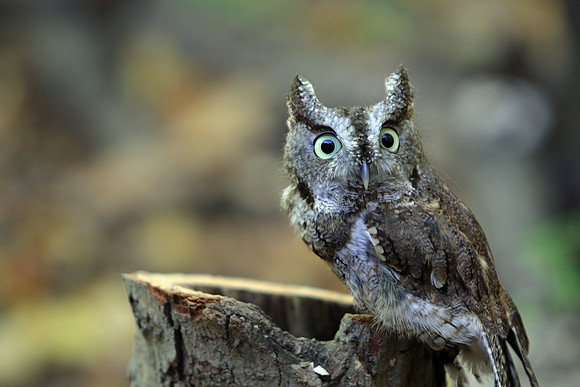 Screech Owl