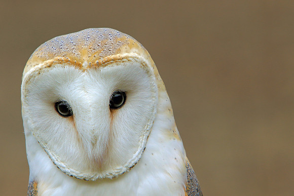 A Barn Owl