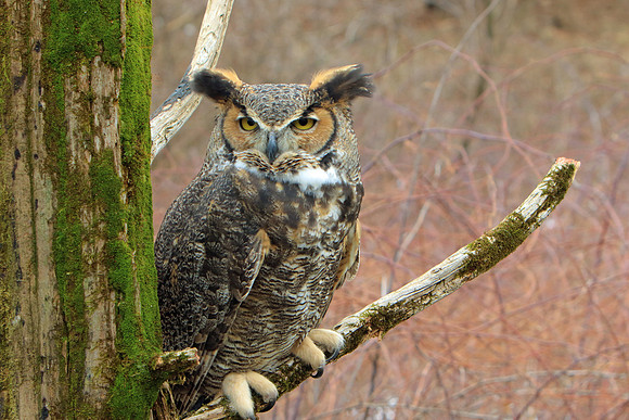 A Great Horned Owl