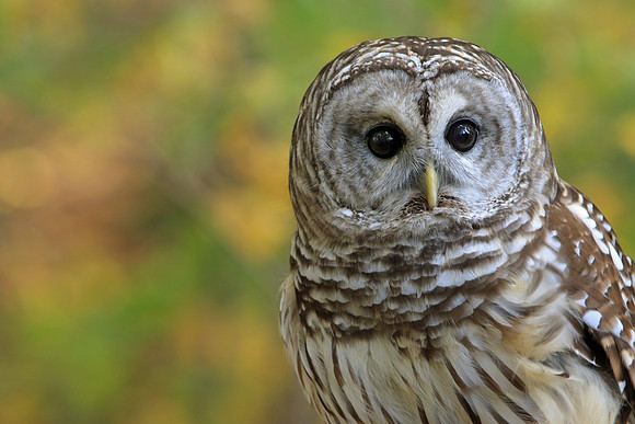 Barred owl close up.