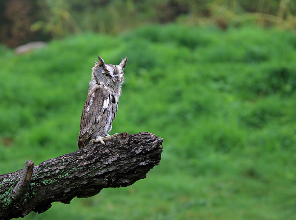 Out on a limb.