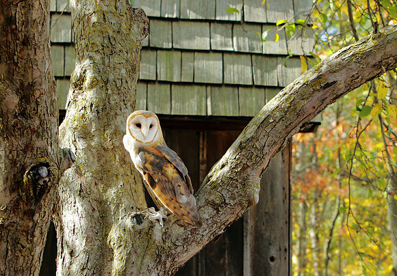 Barn Owl in a tree