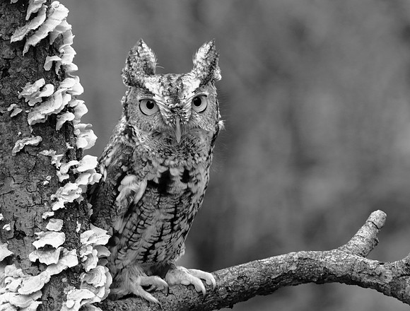 Screech owl in black and white
