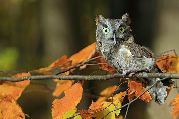 Who you looking at?!