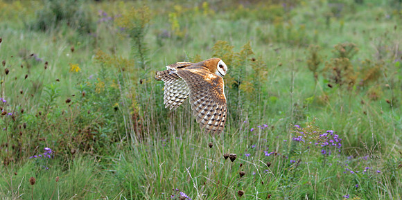 Flight of the Barn Owl