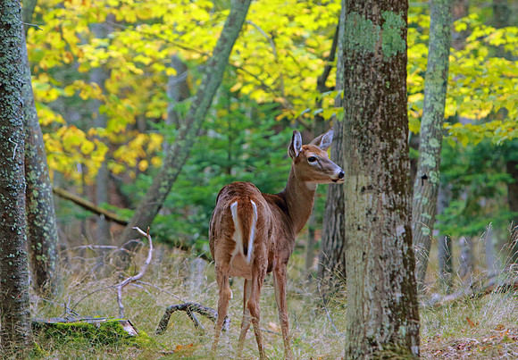 Colorful woods